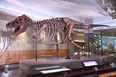 FMNH SUE Trex