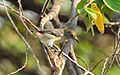 Scarlet-backed flowerpecker female