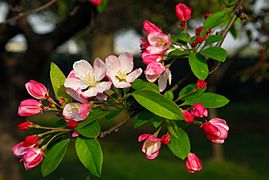 Flowering crabapple in Washington DC