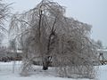 Freezing Willow