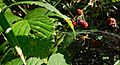 GT Linyphia triangularis Sheetweb Spider female and male