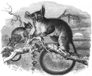 Galago (Otolicnus Galago)