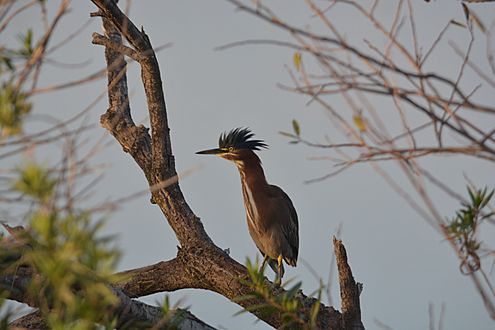 Green Heron Adult Prado Regional Park