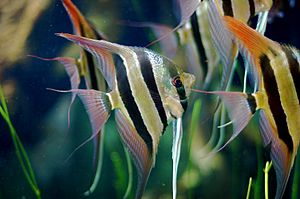 Group of Pterophyllum Altum