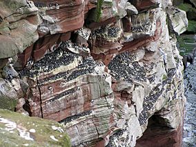 Guillemots at St Bees Head.jpg