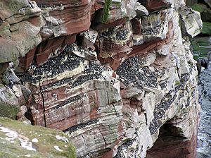 Guillemots at St Bees Head