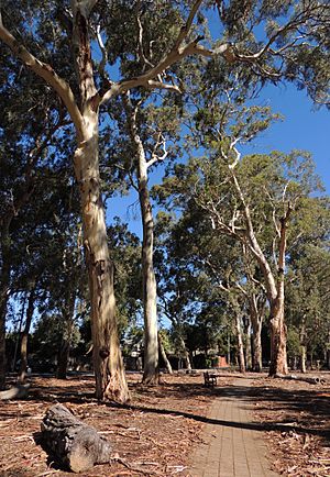 Heywood Park gum trees