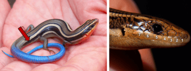 Identifying the Western Skink