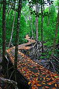 Jack Barnes Bicentennial Mangrove Boardwalk