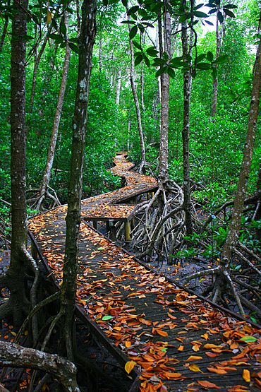 Jack Barnes Bicentennial Mangrove Boardwalk.jpg