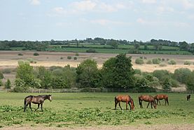 KildareHorses057