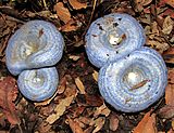 Four light-blue colored mushroom caps growing in the ground, surrounded by dead leaves and twigs.