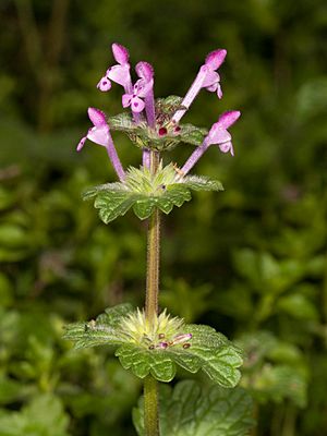 Lamium amplexicaule Kaldari 01.jpg