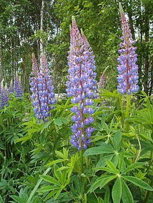 Lupinus polyphyllus3