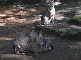 Mara Family