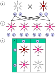 Mendelian inheritance 1 2 1