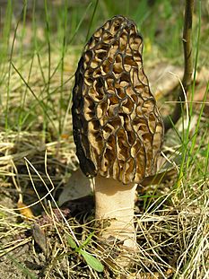 Morchella conica 1 beentree.jpg