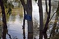 Murrumbidgee River in major flood and historic maker showing the '74 flood 1