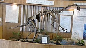 Nothronychus graffami, Glen Canyon Dam Visitors' Center