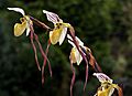 Paphiopedilum philippinense Orchi 022