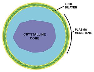 Peroxisome