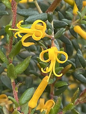 Persoonia mollis 01.jpg