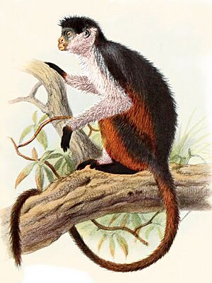 Piliocolobus epieni.jpg