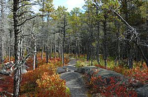 Pinus banksiana forest