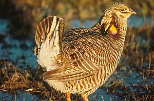 Prairie Chicken-Attwater's