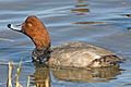 Redhead duck 1