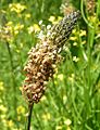 Ribwort flower spike 800