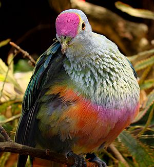 Rose-Crowned Fruit Dove.jpg