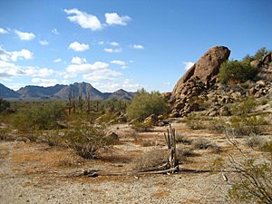 Sonoran Desert 33.081359 n112.431507