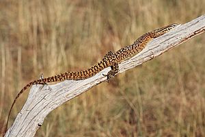 Spiny-tailed-monitor.jpg