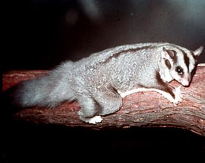 Squirrel-Glider-at-Lone-Pine