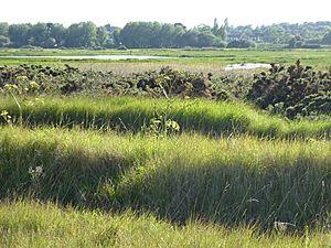 The Haven, Aldeburgh 7.jpg