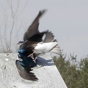 Tree Swallows (Tachycineta bicolor) FIghting on Nest Box
