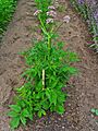 Valeriana officinalis 001