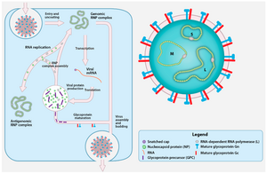 Viruses-08-00106-g001.png