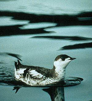 WO 2087 Marbled Murrelet