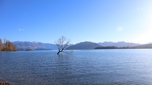 Wanaka tree