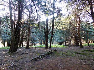 West Harting Down SSSI (1).jpg