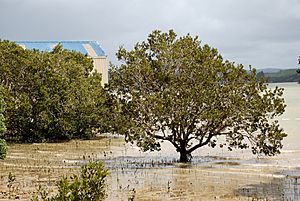 Whangaroa mangroves