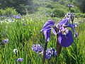 Wild purple Iris on the Kodiak Archipelago, Alaska 2009 200