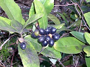 Wilkiea huegeliana Barrenjoey