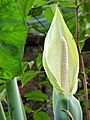 Xanthosoma sagittifolium at Kadavoor