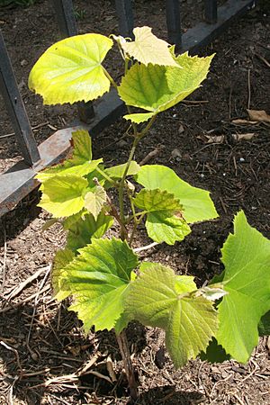 Young Concord Grapevine.jpg