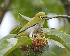 Zosterops palpebrosus -Singapore-8