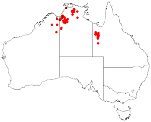 Acacia megalanthaDistMap583.png