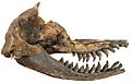 Acrophyseter deinodon skull